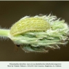polyommatus thersites larva4 daghestan2